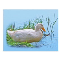 Postal blanca del pato de Pekin
