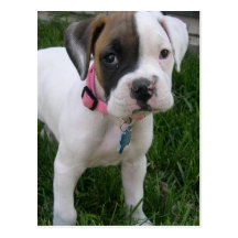 Postal blanca del perrito del boxeador