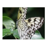 Postal blanca y negra de la mariposa