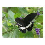 Postal blanco y negro de la mariposa