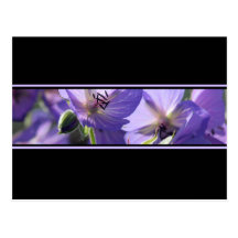 Postal blanco y negro púrpura floral