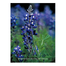 Postal/Bluebonnet de Tejas