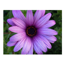 Postal bonita de la flor del aster
