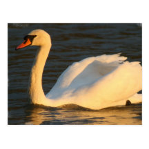 Postal bonita del cisne