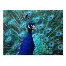 Postal bonita del pavo real