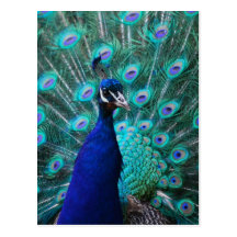 Postal bonita del pavo real