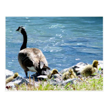 Postal canadiense de los gansos (mamá y bebés)
