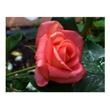 Postal color de rosa anaranjada