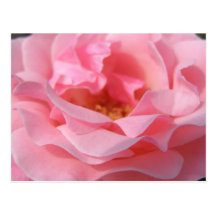 Postal color de rosa rosada