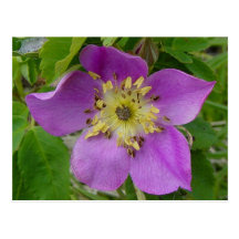 Postal color de rosa salvaje color de rosa F0013/d