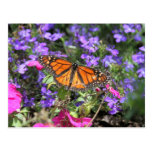 Postal con la mariposa