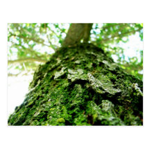 Postal cubierta de musgo del paisaje del árbol