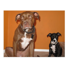Postal de 2 perros