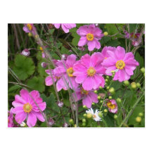 Postal de anémonas