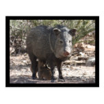 Postal de Arizona Javelina