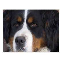 Postal de Berner Sennenhund