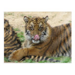 Postal de Cubs de tigre