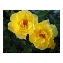 Postal de dos rosas amarillos