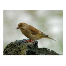 Postal de Greenfinch