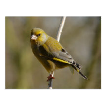 Postal de Greenfinch