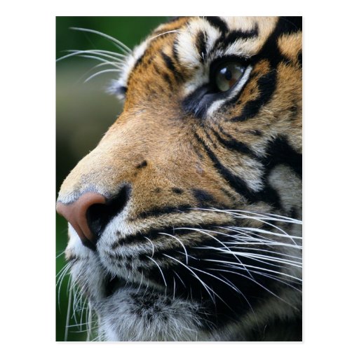 Postal de imagen del tigre