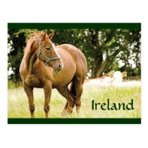 Postal de Irlanda (caballo en campo)