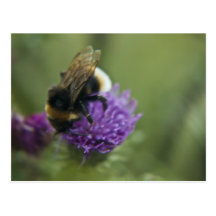 Postal de la abeja II