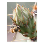 Postal de la abeja y del higo chumbo