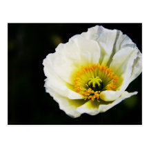 postal de la amapola blanca