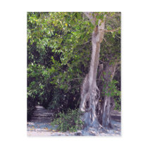 Postal de la calle del Banyan tarjetas postales
