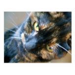 postal de la cara del gatito