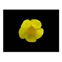Postal de la flor