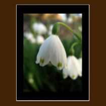 Postal de la flor de Snowdrop tarjetas postales