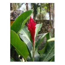 Postal de la flor del jengibre