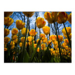 Postal de la flor del tulipán