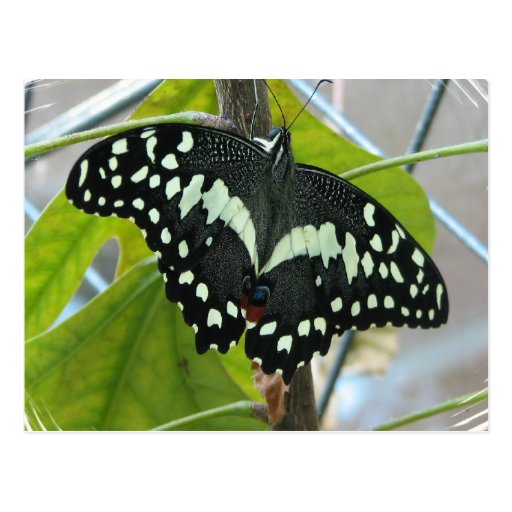 Postal de la foto de la mariposa