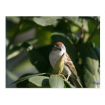 Postal de la foto de la observación de pájaros