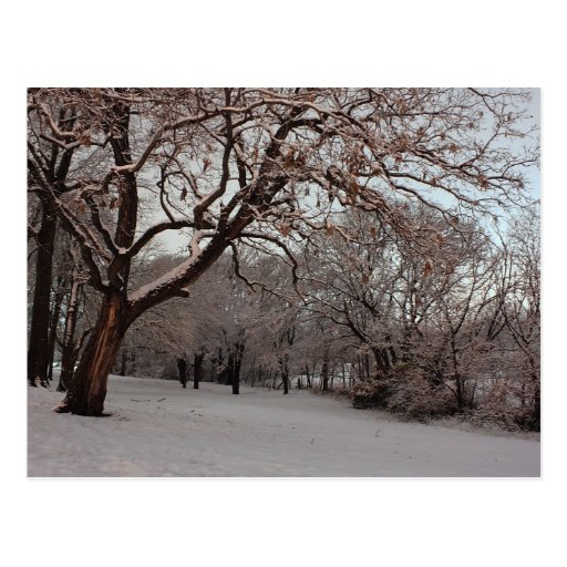 Postal de la foto de maderas Nevado