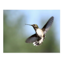 Postal de la foto del colibrí del baile