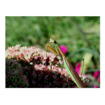 Postal de la fotografía de la naturaleza de la man