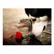 Postal de la fotografía del perro y del rosa rojo
