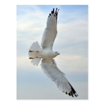 Postal de la gaviota