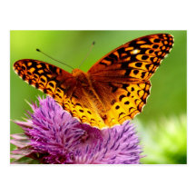 Postal de la mariposa