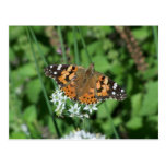 postal de la mariposa