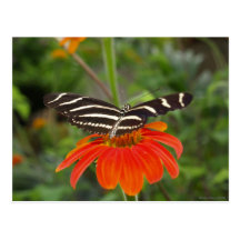 Postal de la mariposa de la cebra