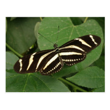 Postal de la mariposa de Longwing de la cebra