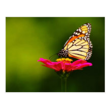 Postal de la mariposa de monarca