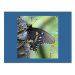 Postal de la mariposa del bosque