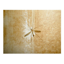 Postal de la mosca de grúa