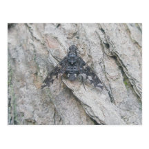 Postal de la mosca del Cautela-Ala